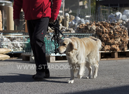 CAE-1 golden retriever