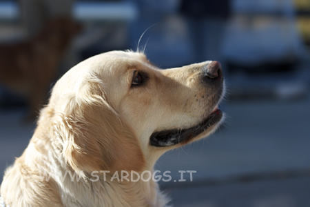 CAE-1 golden retriever