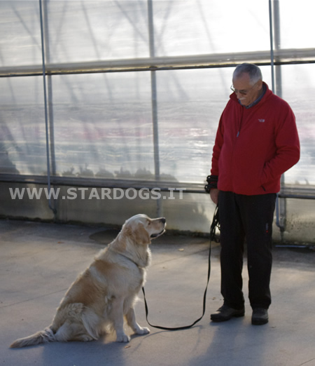 CAE-1 golden retriever