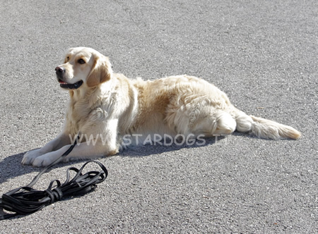 CAE-1 golden retriever