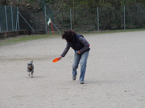 DISC DOG Belluno