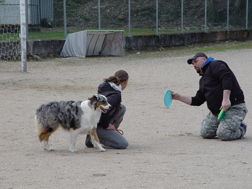 DISC DOG Belluno