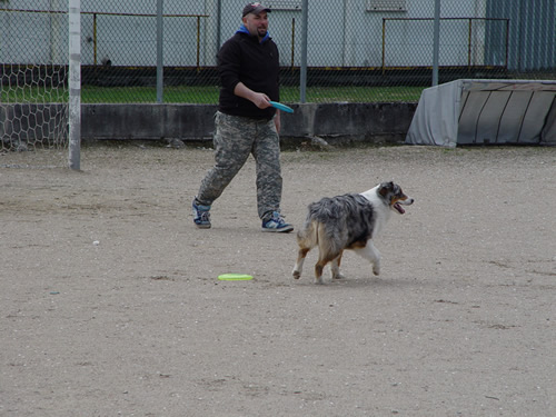 DISC DOG Belluno