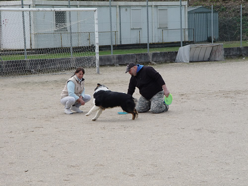 DISC DOG Belluno