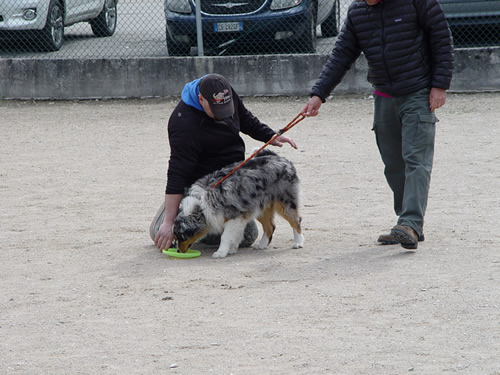 DISC DOG Belluno