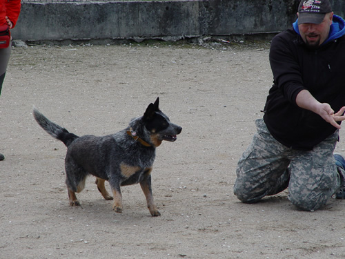 DISC DOG Belluno