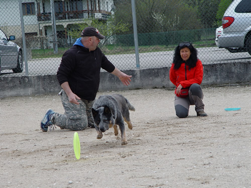 DISC DOG Belluno