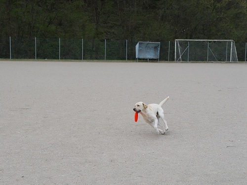 DISC DOG Belluno