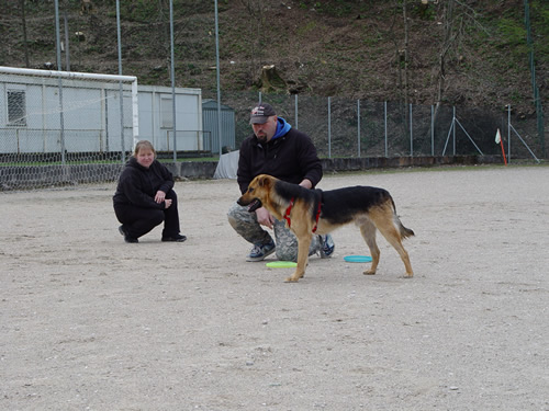 DISC DOG Belluno