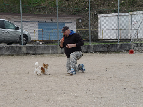 DISC DOG Belluno