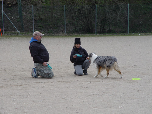 DISC DOG Belluno