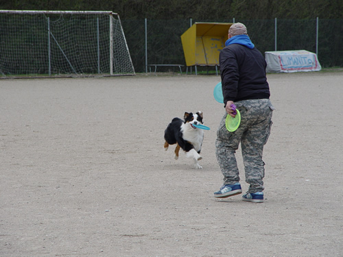 DISC DOG Belluno