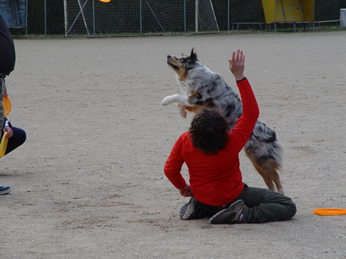 DISC DOG Belluno