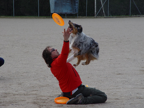 DISC DOG Belluno