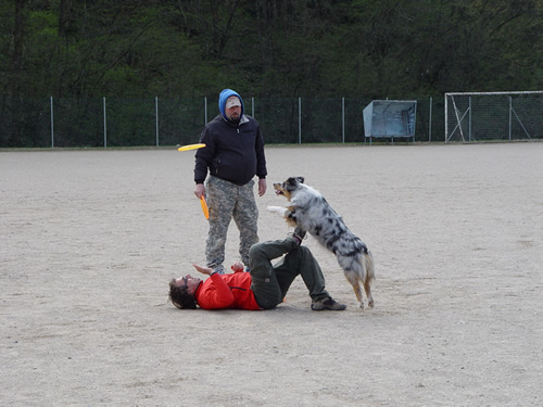 DISC DOG Belluno