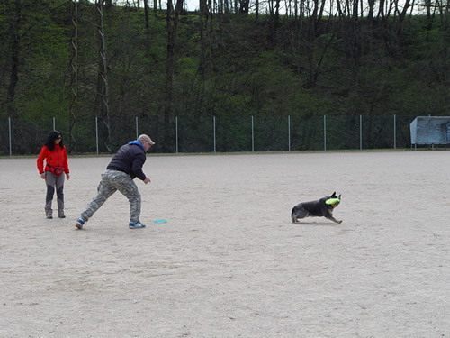 DISC DOG Belluno