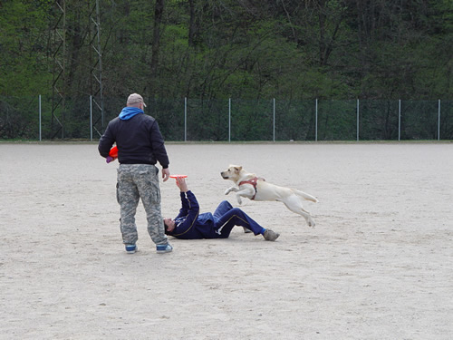 DISC DOG Belluno