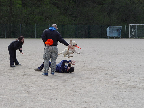 DISC DOG Belluno