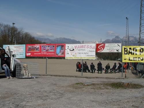 DISC DOG Belluno