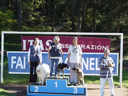 agility belluno