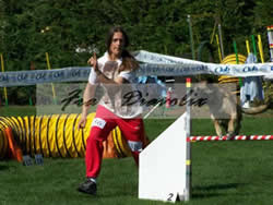 agility belluno