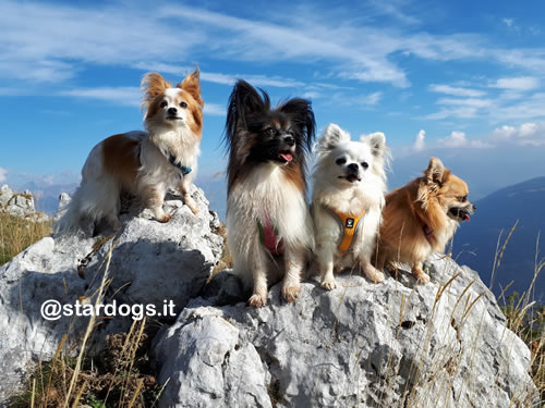 small dog trekking