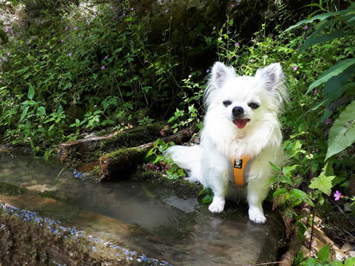 chihuahua trekking